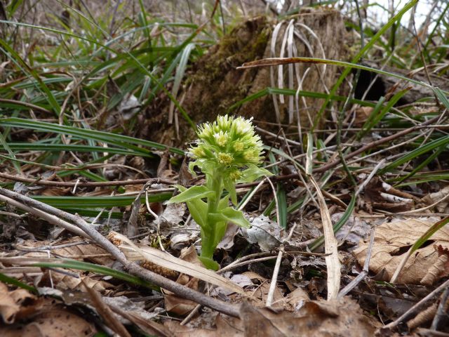 Petasites albus